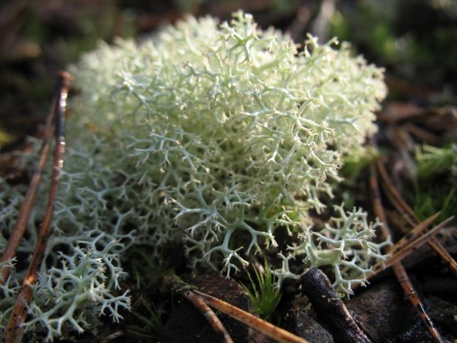 2007 02 Sortie traces 36